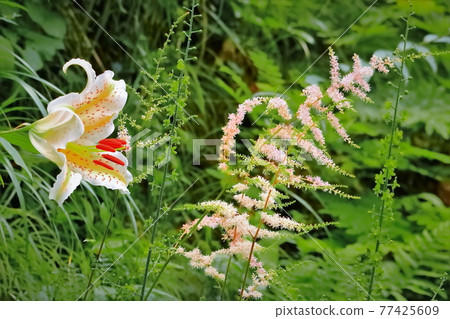 美麗的尤里尤里 美麗的尤里尤里 77425609