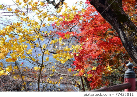 日本櫪木縣日光市。在山上的秋葉。明亮的紅色樹木和樹葉 日本櫪木縣日光市。在山上的秋葉。明亮的紅色樹木和樹葉 77425811