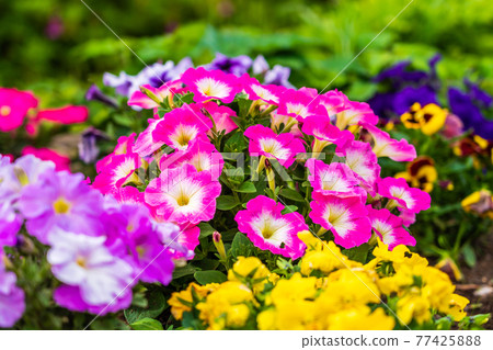 春天花壇矮牽牛 77425888
