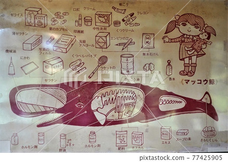 Illustrated list of uses for sperm whales 77425905