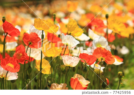 Iceland Poppy 9707 Iceland Poppy 9707 77425956