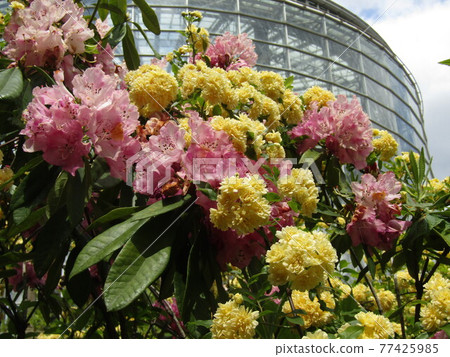 大紅牡丹小黃花班克斯夫人玫瑰 77425985