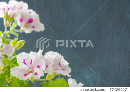white royal geranium flowers on a gray background. copispace white royal geranium flowers on a gray background. copispace 77426037