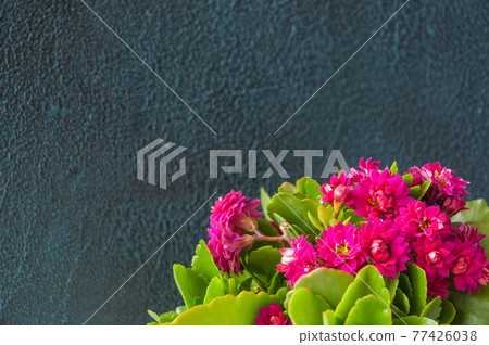 pink kalanchoe flowers on a gray background with a place under the copispace 77426038