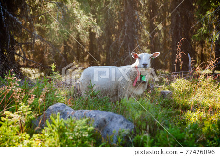 Rree range sheep in Southern Norway 77426096