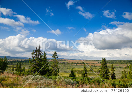 Norwegian summer landscape with fir trees Oppland Norway Norwegian summer landscape with fir trees Oppland Norway 77426100