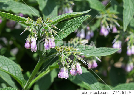 Comfrey 77426169