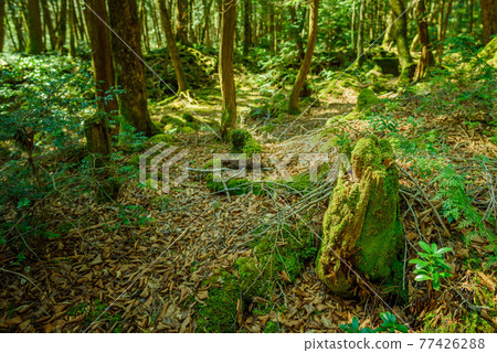 (Yamanashi Prefecture) In the forest of Aokigahara Jukai, which is dim even in the daytime (Yamanashi Prefecture) In the forest of Aokigahara Jukai, which is dim even in the daytime 77426288