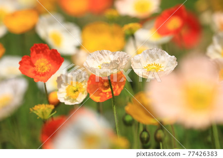 Iceland Poppy 9424 Iceland Poppy 9424 77426383