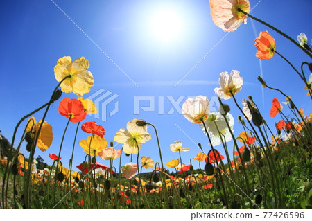 冰島罌粟 42 77426596