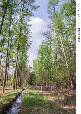 Fresh green larch forest [May] 77426772