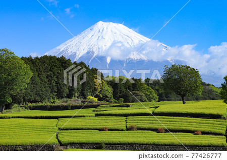 富士山和茶園小淵笹葉 富士山和茶園小淵笹葉 77426777