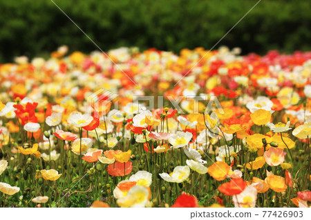 Iceland Poppy 9054 Iceland Poppy 9054 77426903
