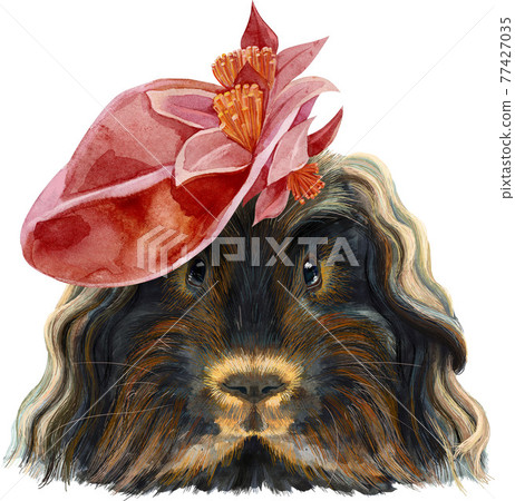 Watercolor portrait of Merino guinea pig in red hat on white background 77427035