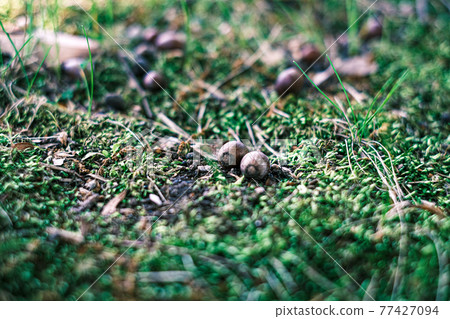 橡子在草坪上滾動 01 77427094