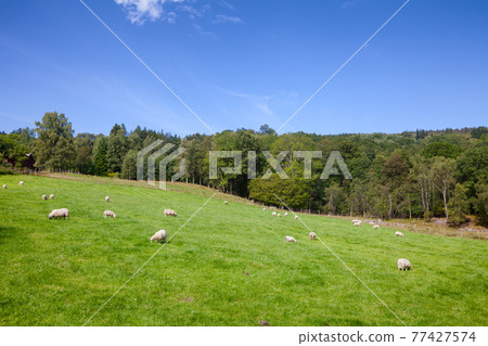Norwegian rural landscape with grazing free range sheep Norwegian rural landscape with grazing free range sheep 77427574