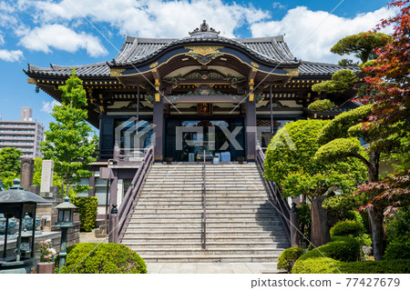 初夏的埼玉縣川口市尺上寺 77427679