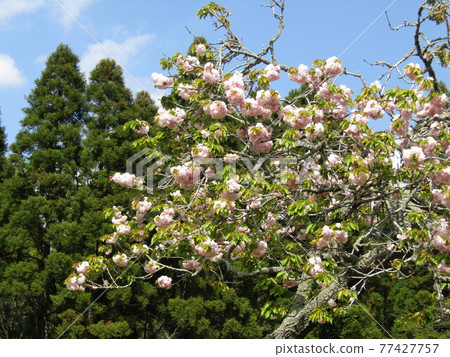 The Yae no Sakura in the Showa no Mori is a late-blooming cherry tree 77427757