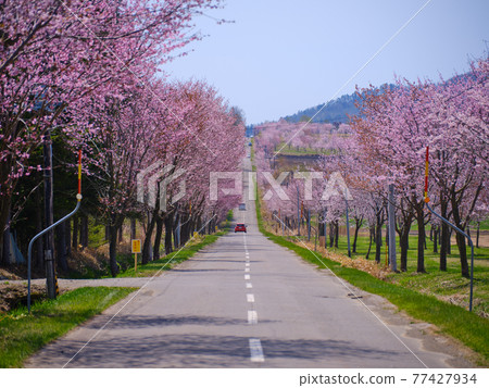 Sakura in Nakasatsunai Village 77427934