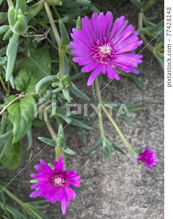 松菊 松菊 77428148