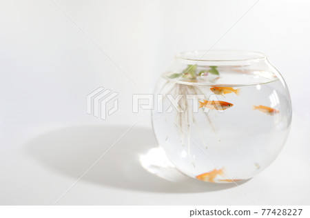 Red killifish in a glass bowl 77428227