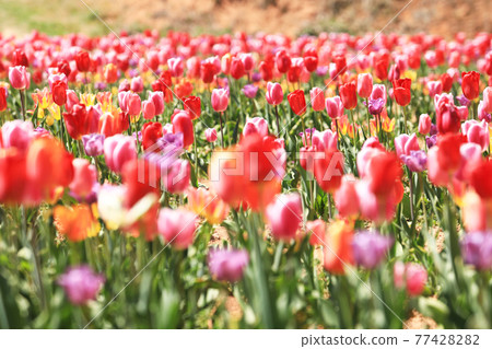 鬱金香 270 77428282