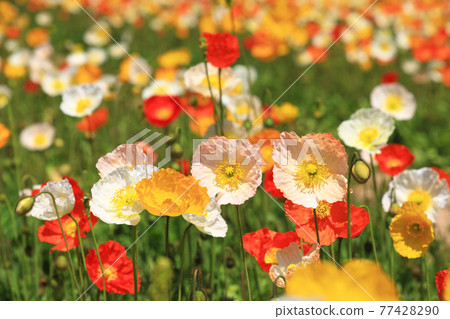 Iceland Poppy 9412 Iceland Poppy 9412 77428290