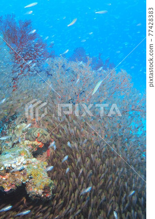 Kinmokudoki herd Okinawa sea Kinmokudoki herd Okinawa sea 77428383