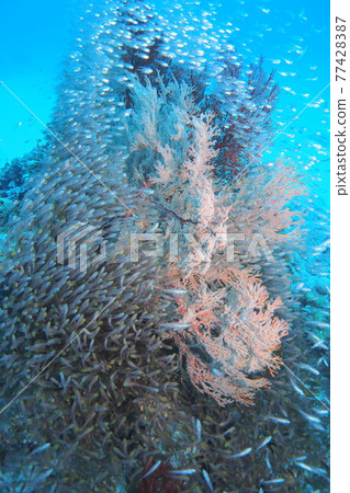 A flock of Kinmokudoki and Isobana Okinawan sea A flock of Kinmokudoki and Isobana Okinawan sea 77428387