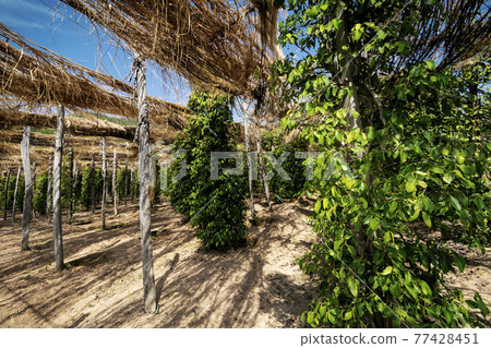 peppercorn vines growing in organic pepper farm in kampot cambodia peppercorn vines growing in organic pepper farm in kampot cambodia 77428451