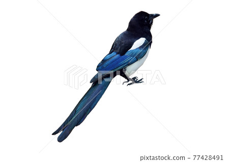 Magpie, Nukki Magpie, Nukki 77428491
