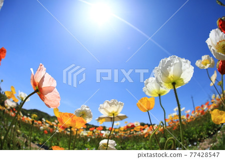 Iceland Poppy 9858 Iceland Poppy 9858 77428547