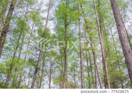 Fresh green larch forest Fresh green larch forest 77428675