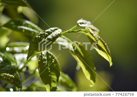 雨後新鮮的綠樹 雨後新鮮的綠樹 77428759