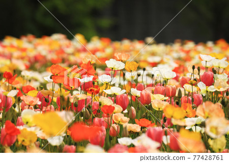 Iceland Poppy 9011 Iceland Poppy 9011 77428761