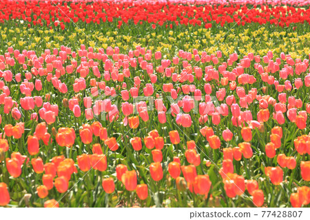 鬱金香111 77428807