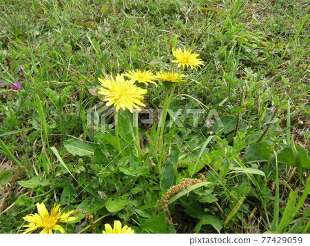 Yellow flowers of Japanese dandelions in Showa no Mori 77429059