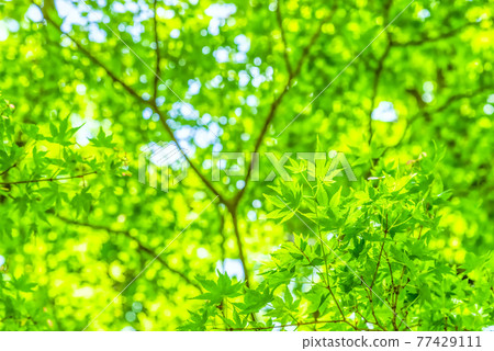 Fresh green image cut Miyagase dam lake, Kanagawa prefecture 77429111
