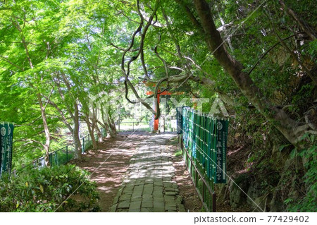 The torii that you can see after passing through the fresh green tunnel 77429402