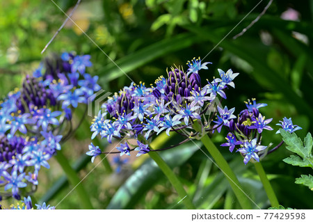 Scilla peruviana Scilla peruviana 77429598
