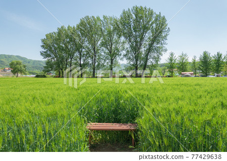 Trees and plants Trees and plants 77429638