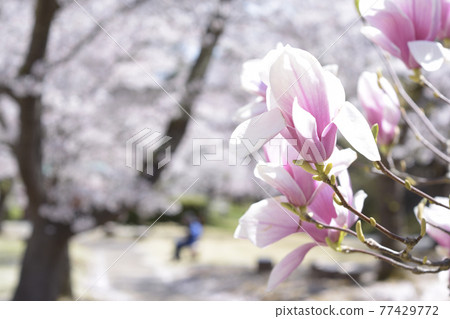 Magnolia Magnolia 77429772