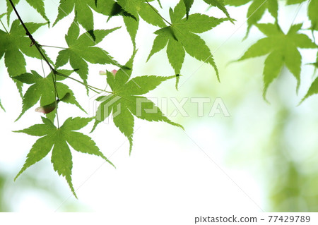 Fresh green blue maple 77429789