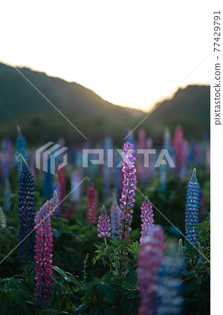 伊勢市津村町-花海堂- 77429791
