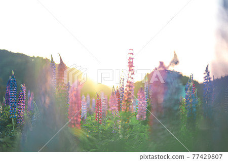 伊勢市津村町-花海堂- 77429807