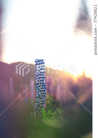 伊勢市津村町-花海堂- 77429821