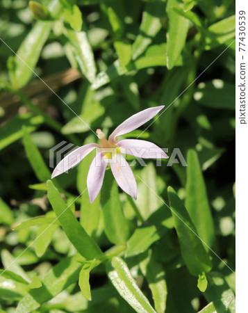 半邊蓮 (Azemushiro) 花 77430539