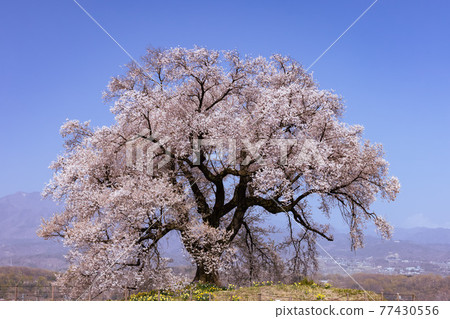 [山梨縣] Sakura Wanitsuka_15 77430556