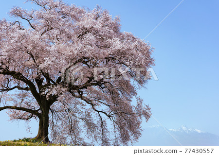 [Yamanashi Prefecture] Sakura Wanitsuka_16 77430557