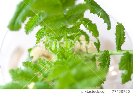 圖標自動對齊背景壁紙 77430760